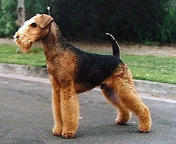 Airedale Terrier Ohhpet Petzynga